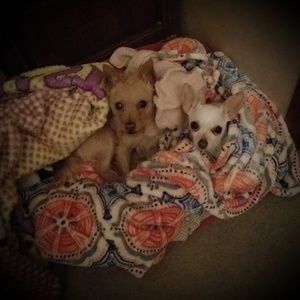 Meet your Posher, Dawn